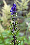 ACONITUM NAPELLUS CARNEUM SEED PODS(MONKSHOOD)