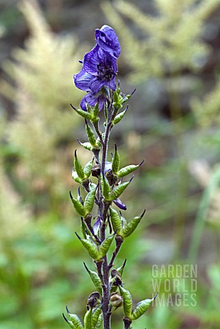 ACONITUM_NAPELLUS_CARNEUM_SEED_PODSMONKSHOOD