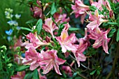 RHODODENDRON PINK PERFECTION