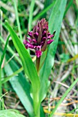 DACTYLORHIZA INCARNATA COCCINEA