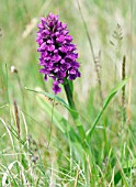 DACTYLORHIZA PURPURELLA