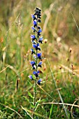 ECHIUM VULGARE