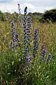 ECHIUM VULGARE