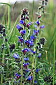 ECHIUM VULGARE