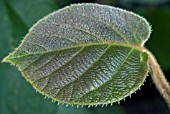 ACTINIDIA DELICIOSA LEAF(CHINESE GOOSEBERRY)