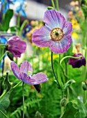 MECONOPSIS HUNTFIELD