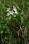 MENYANTHES TRIFOLIATA