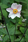 ANEMONE HUPEHENSIS SPLENDENS