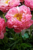 PAEONIA CORAL CHARM