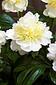 PAEONIA HONEY GOLD