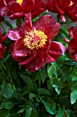 PAEONIA RED RED ROSE