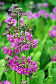 PRIMULA BEESIANA