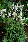 TIARELLA CORDIFOLIA CYGNET