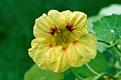 TROPAEOLUM MAJUS STRAWBERRIES AND CREAM