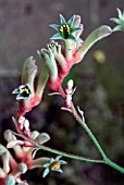 ANIGOZANTHOS (KANGAROO PAW)