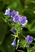 ECHIUM VULGARE BLUE BEDDER