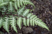 ATHYRIUM NIPPONICUM PICTUM URSULA RED (JAPANESE PAINTED FERN)