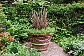 PHORMIUM