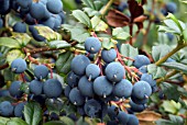 BERBERIS DARWINII BERRIES(DARWIN BARBERRY)