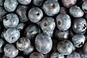 BLUEBERRIES (VACCINIUM CORYMBOSUM)