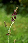 VERATRUM FORMOSANUM