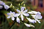 AGAPANTHUS SILVER BABY