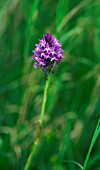 ANACAMPTIS PYRAMIDALIS