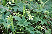BRYONIA DIOICA