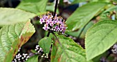 CALLICARPA BODINIERI GIRALDII PROFUSION