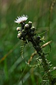 CIRSIUM PALUSTRE