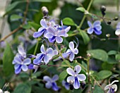 CLERODENDRUM MYRICOIDES UGANDENSE