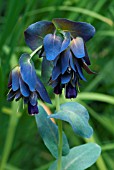 CERINTHE MAJOR KIWI BLUE (HONEYWORT)