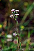 ERIGERON ACER