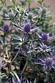 ERYNGIUM PLANUM BLUE HOBBIT