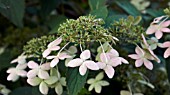 HYDRANGEA SERRATA TIARA