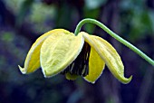 CLEMATIS BILL MACKENZIE