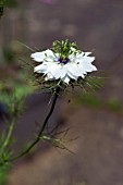 NIGELLA DAMASCENA