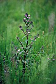 PEDICULARIS PALUSTRIS