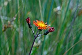 PILOSELLA AURANTIACA