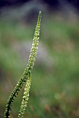 RESEDA LUTEOLA