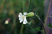 SILENE LATIFOLIA