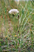 TRAGOPOGON PRATENSIS