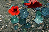 TROPAEOLUM MAJUS RED COBRA