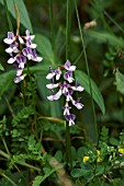 VICIA SYLVATICA