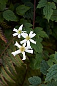 CLEMATIS MONTANA WILSONII