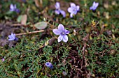 CYANANTHUS LOBATUS