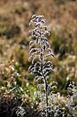 ECHIUM VULGARE