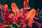 CROCOSMIA LUCIFER (MONTBRETIA)