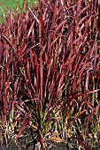 IMPERATA CYLINDRICA RUBRA