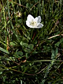 PARNASSIA PALUSTRIS